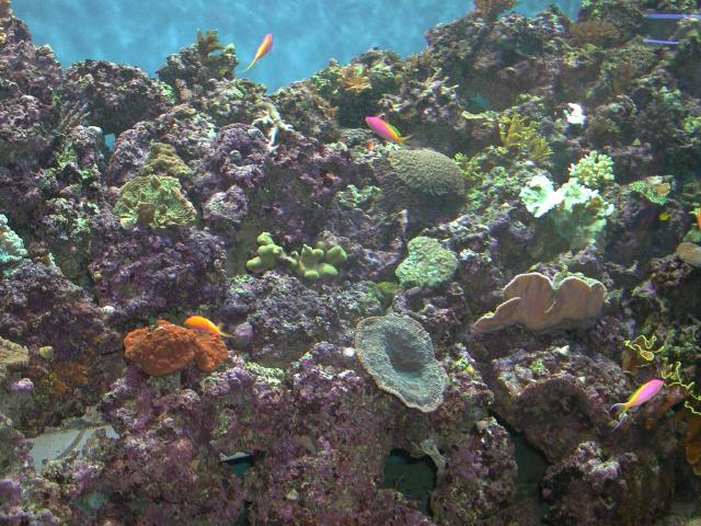 Moody Gardens 2001