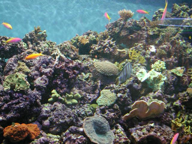 Moody Gardens 2001