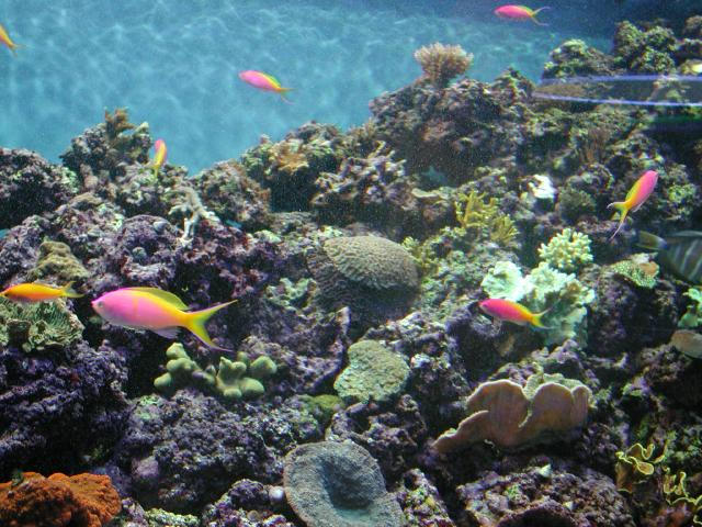 Moody Gardens 2001