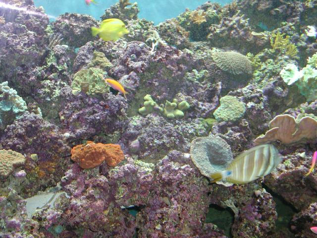 Moody Gardens 2001