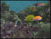 Moody Gardens 2001