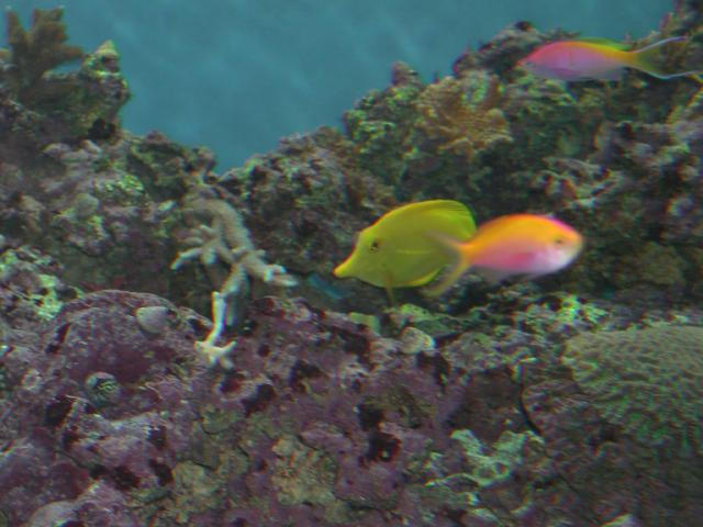 Moody Gardens 2001