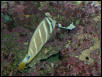 Moody Gardens 2001