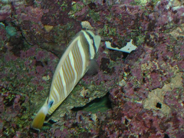 Moody Gardens 2001