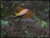 Moody Gardens 2001