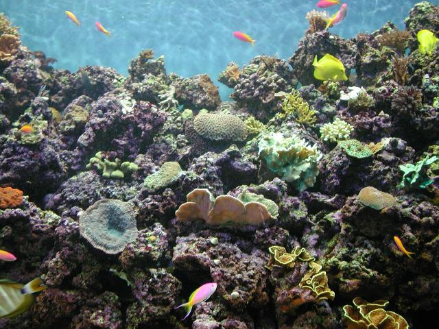 Moody Gardens 2001