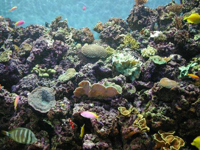 Moody Gardens 2001