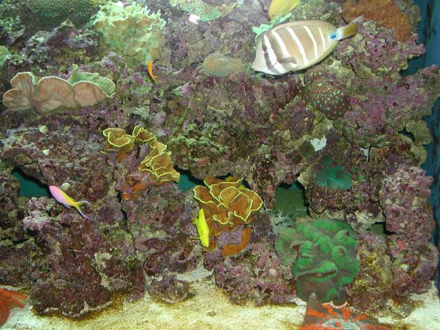 Moody Gardens 2001