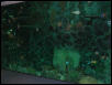 Moody Gardens 2001