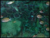 Moody Gardens 2001