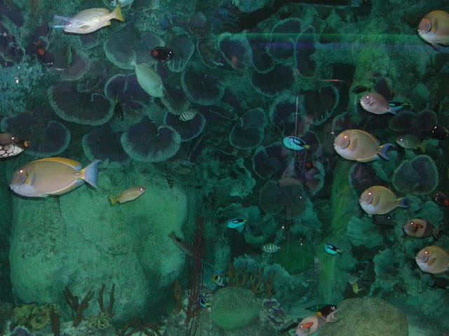 Moody Gardens 2001