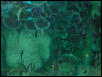 Moody Gardens 2001