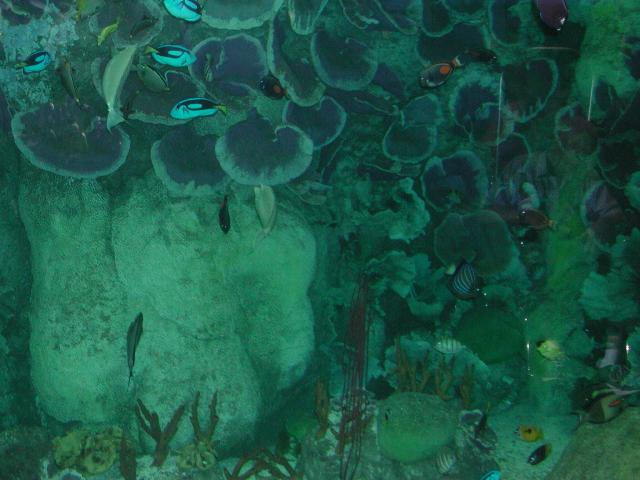 Moody Gardens 2001