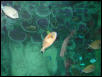 Moody Gardens 2001