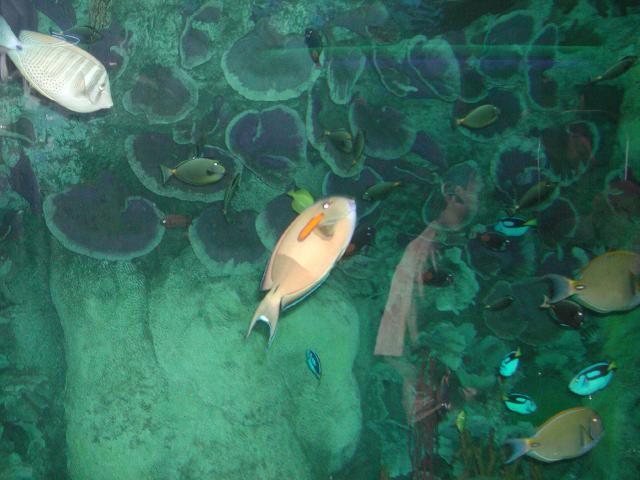 Moody Gardens 2001
