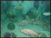 Moody Gardens 2001