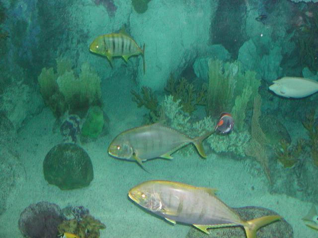 Moody Gardens 2001