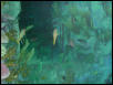 Moody Gardens 2001