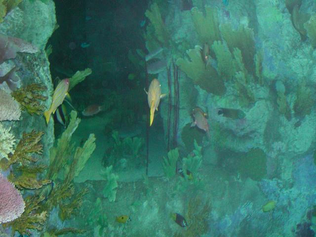Moody Gardens 2001