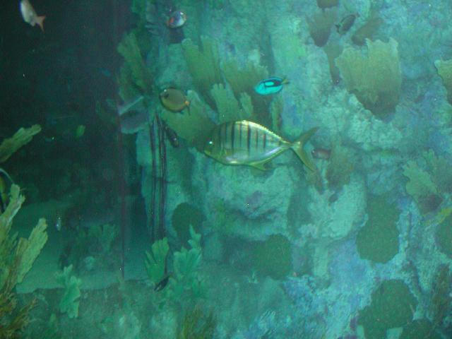 Moody Gardens 2001