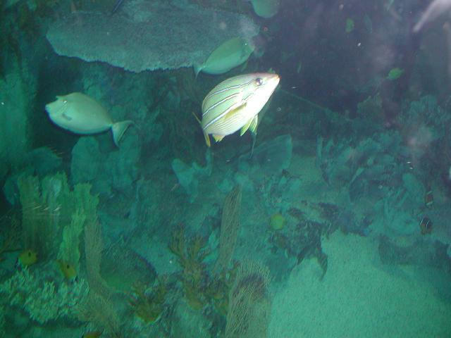 Moody Gardens 2001