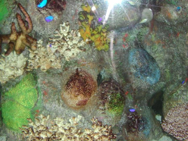 Moody Gardens 2001