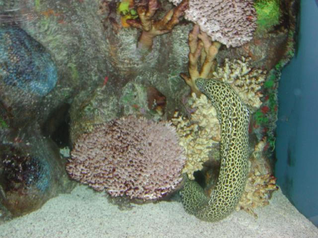 Moody Gardens 2001
