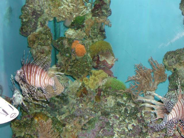 Moody Gardens 2001