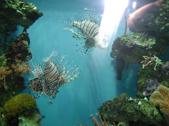 Moody Gardens 2001