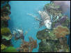 Moody Gardens 2001