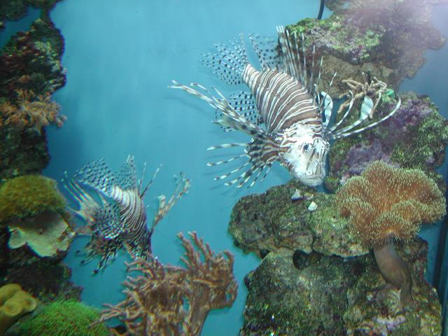 Moody Gardens 2001
