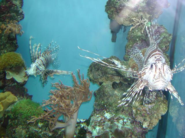 Moody Gardens 2001