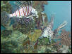 Moody Gardens 2001