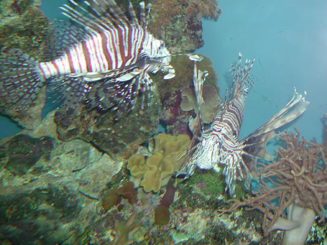 Moody Gardens 2001
