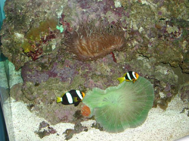 Moody Gardens 2001