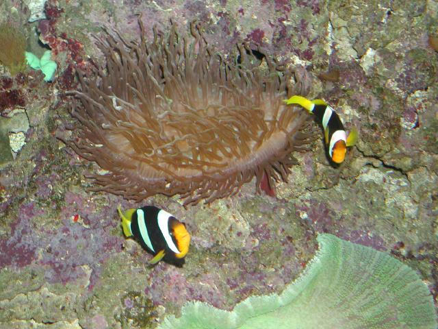 Moody Gardens 2001