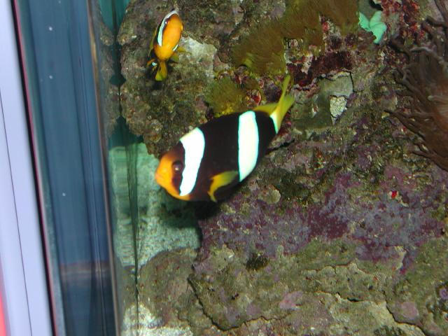 Moody Gardens 2001