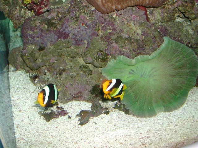 Moody Gardens 2001