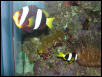Moody Gardens 2001