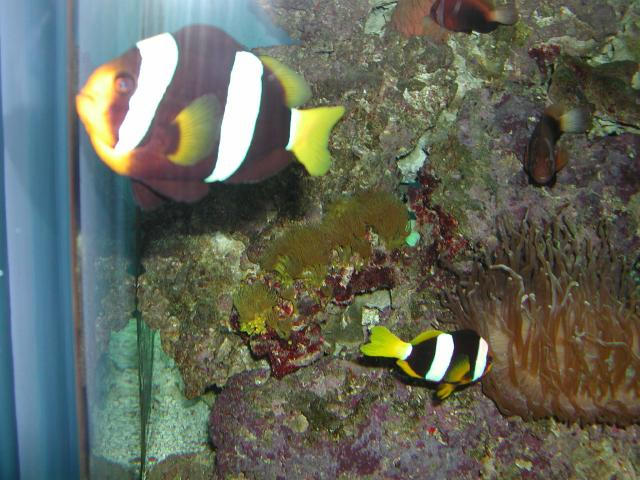 Moody Gardens 2001