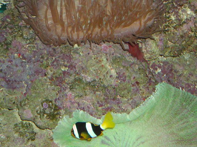 Moody Gardens 2001