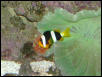 Moody Gardens 2001
