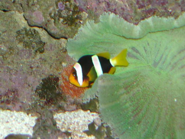 Moody Gardens 2001