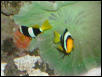 Moody Gardens 2001