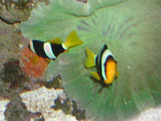 Moody Gardens 2001