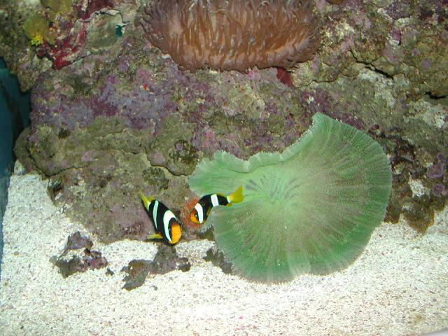 Moody Gardens 2001