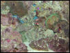 Moody Gardens 2001
