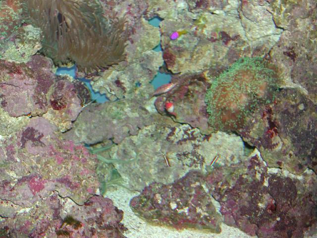 Moody Gardens 2001