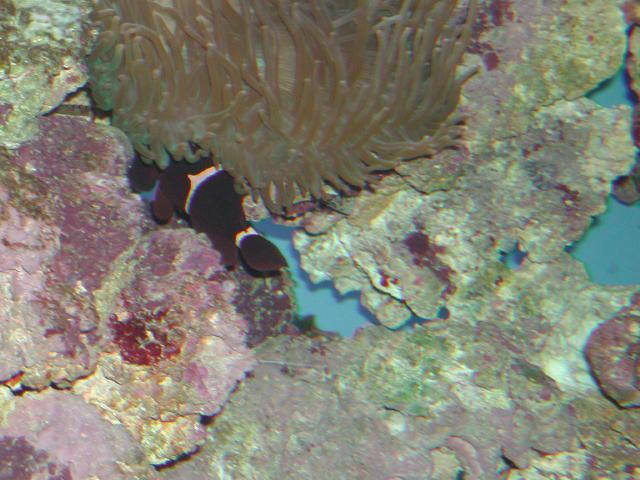 Moody Gardens 2001