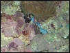 Moody Gardens 2001